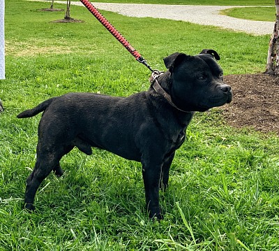 Imperial Staffies