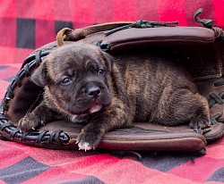 Imperial Staffies Amethyst. (Female)