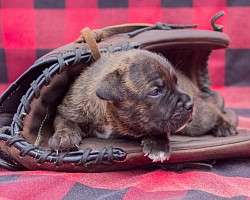 Imperial Staffies Sapphire. (Female)