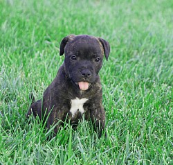 Imperial Staffies Onyx (Male)