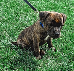 Imperial Staffies Emerald (Male)
