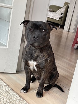 Imperial Staffies Jasper