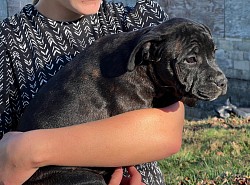 Lady Carisbrook — Available